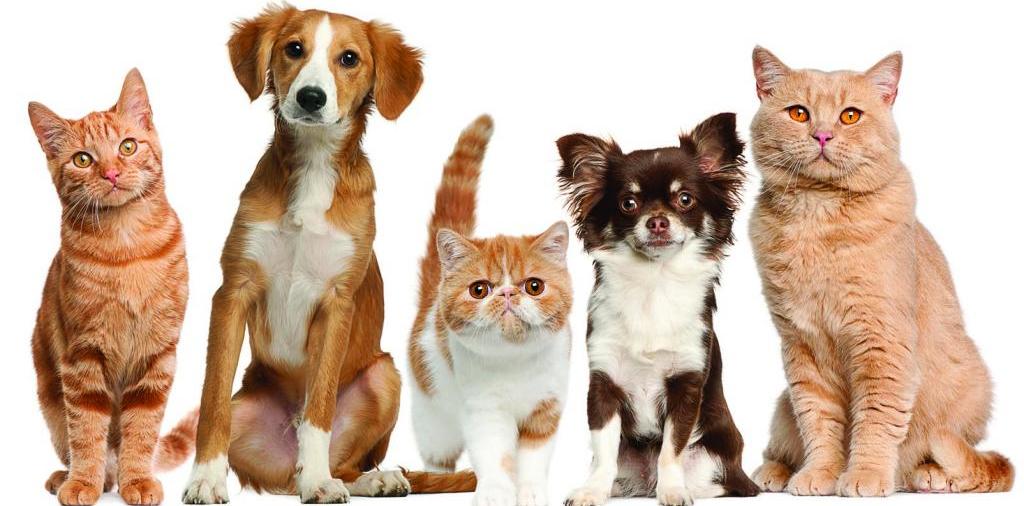Доска объявлений о животных | ЗооТом - продажа, вязка и услуги для животных в Увельском