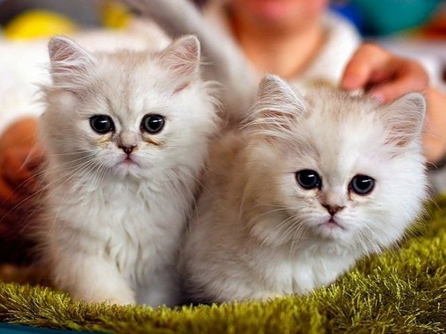 Породы кошек в Увельском | ЗооТом портал о животных