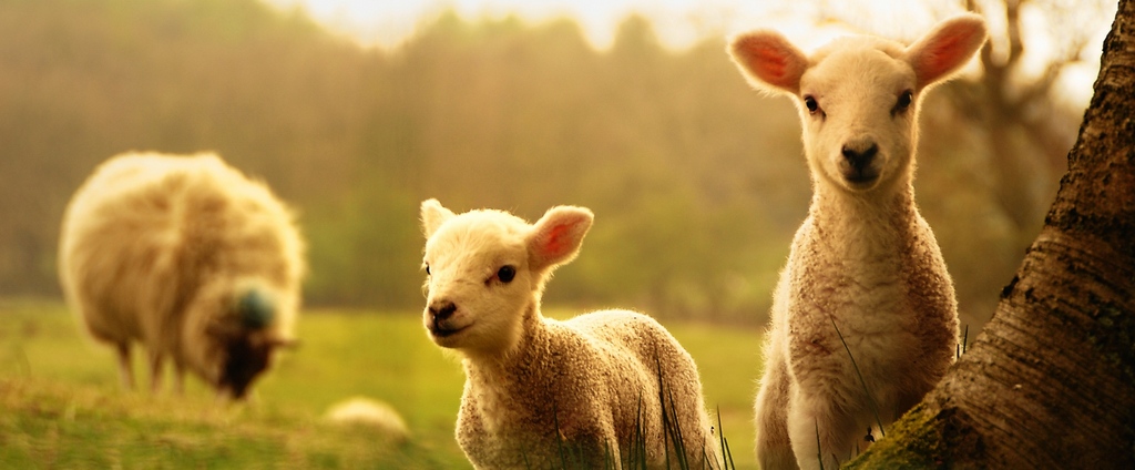 Объявления о сельскохозяйственных животных | ЗооТом - продажа, вязка и услуги для животных в Увельском