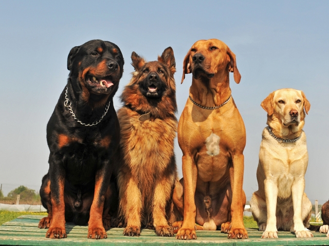 Крупные породы собак в Увельском | ЗооТом портал о животных